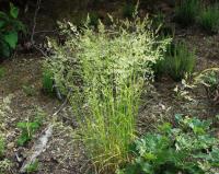 Festuca heterophylla subsp braun-blanquetii