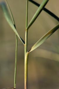 Festuca juncifolia