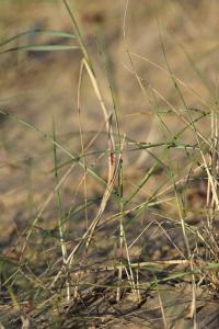 Festuca juncifolia