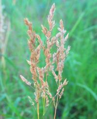 Festuca rubra