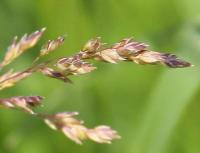 Festuca rubra