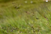 Festuca ovina