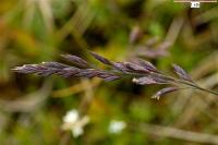 Festuca ovina