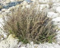 Sarcocornia perennis subsp. perennis 