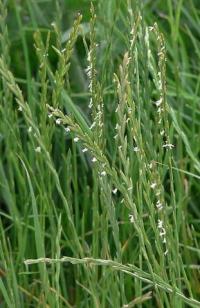 Lolium perenne Lolium perenne