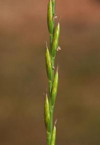 Micropyrum tenellum
