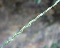 Micropyrum tenellum
