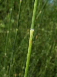 Equisetum ramosissimum