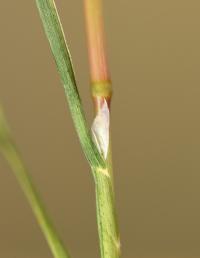 Poa bulbosa