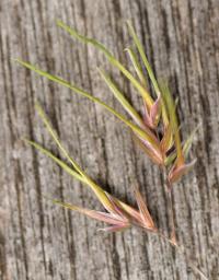 Poa bulbosa