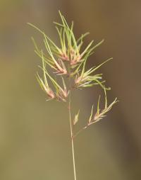 Poa bulbosa