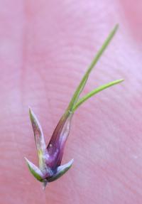 Poa bulbosa