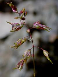 Poa alpina