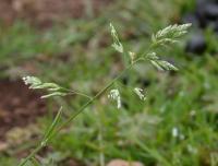 Poa annua