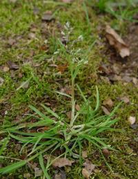 Poa annua