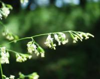 Poa trivialis