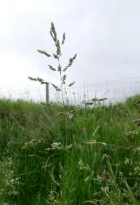 Poa trivialis