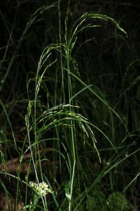 Poa nemoralis