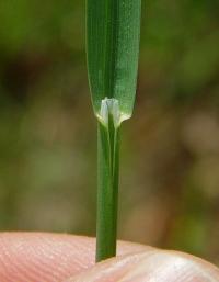 Poa pratensis