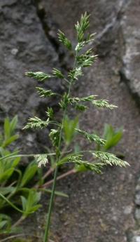 Poa pratensis