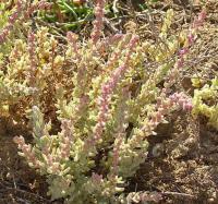 Suaeda splendens