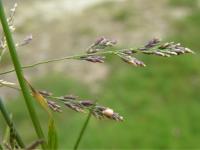 Puccinellia distans subsp. distans Puccinellia distans subsp. distans