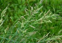 Puccinellia distans subsp. distans Puccinellia distans subsp. distans