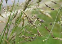 Puccinellia distans subsp. distans Puccinellia distans subsp. distans