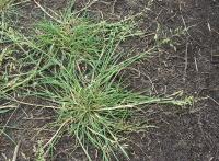 Puccinellia distans subsp. distans Puccinellia distans subsp. distans