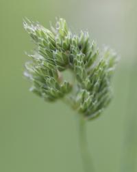 Dactylis glomerata subsp. glomerata