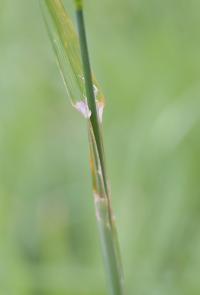 Dactylis glomerata subsp. glomerata