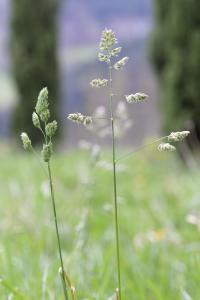 Dactylis glomerata subsp. glomerata