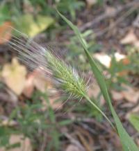 Cynosurus echinatus