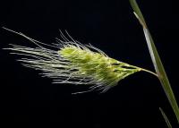 Cynosusrus elegans Cynosusrus elegans