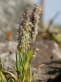 Lamarckia aurea