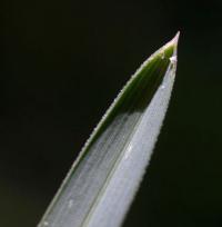 Sesleria argentea subsp. hispanica