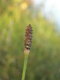 Equisetum ramosissimum