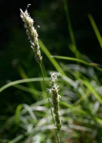 Sesleria argentea subsp. hispanica