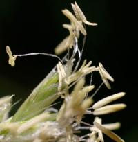 Sesleria argentea subsp. hispanica