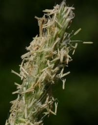 Sesleria argentea subsp. hispanica