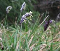 Sesleria albicans