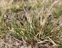 Sesleria albicans