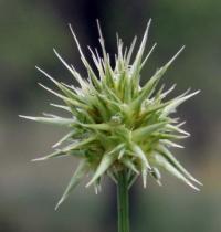 Echinaria capitata