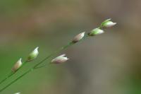 Melica uniflora