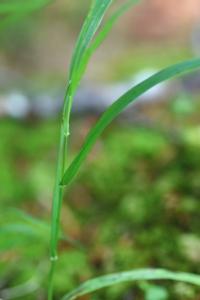 Melica uniflora