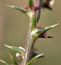 Salsola kali subsp. ruthenica