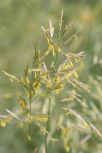 Bromus inermis