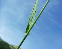 Bromus inermis