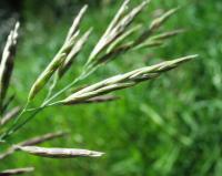 Bromus inermis