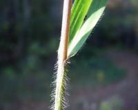 Bromus ramosus